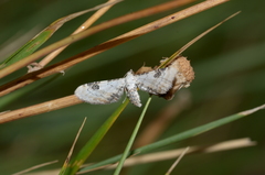 Eupithecia centaureata