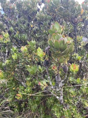 Leucadendron strobilinum