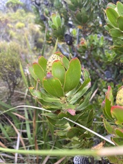 Leucadendron strobilinum