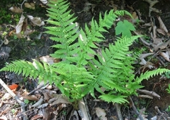 Dryopteris filix-mas