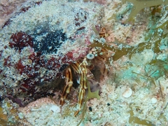 Phimochirus holthuisi