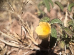 Sida abutifolia