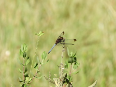Erythrodiplax atroterminata