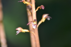 Corallorhiza maculata maculata