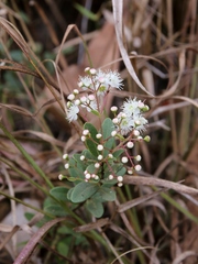Myrcia guianensis
