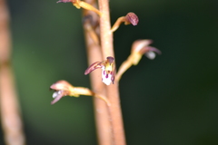Corallorhiza maculata maculata