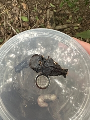Dorcus hopei hopei