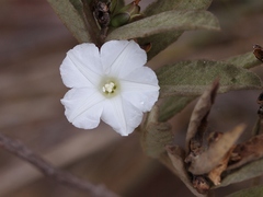 Distimake tomentosus