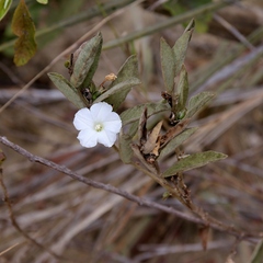Distimake tomentosus