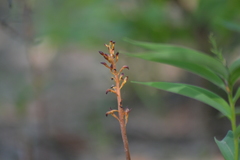 Corallorhiza maculata maculata