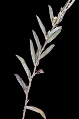 Distimake tomentosus