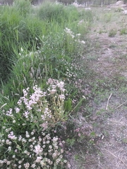 Erigeron philadelphicus
