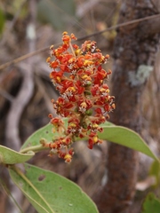 Byrsonima guilleminiana