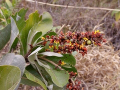 Byrsonima guilleminiana