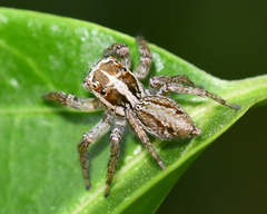 Leptofreya ambigua