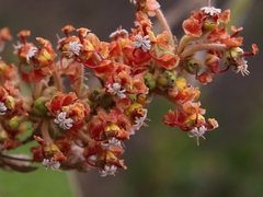 Byrsonima guilleminiana