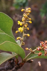 Byrsonima guilleminiana