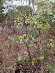 Byrsonima guilleminiana