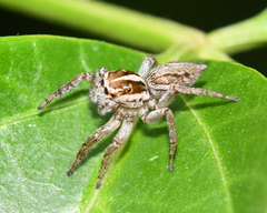 Leptofreya ambigua