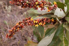 Byrsonima guilleminiana