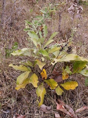 Byrsonima guilleminiana