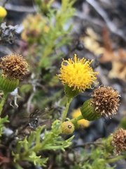 Senecio tricuspidatus