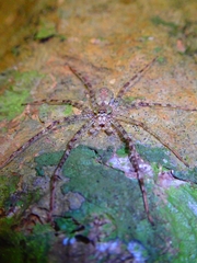Pandercetes