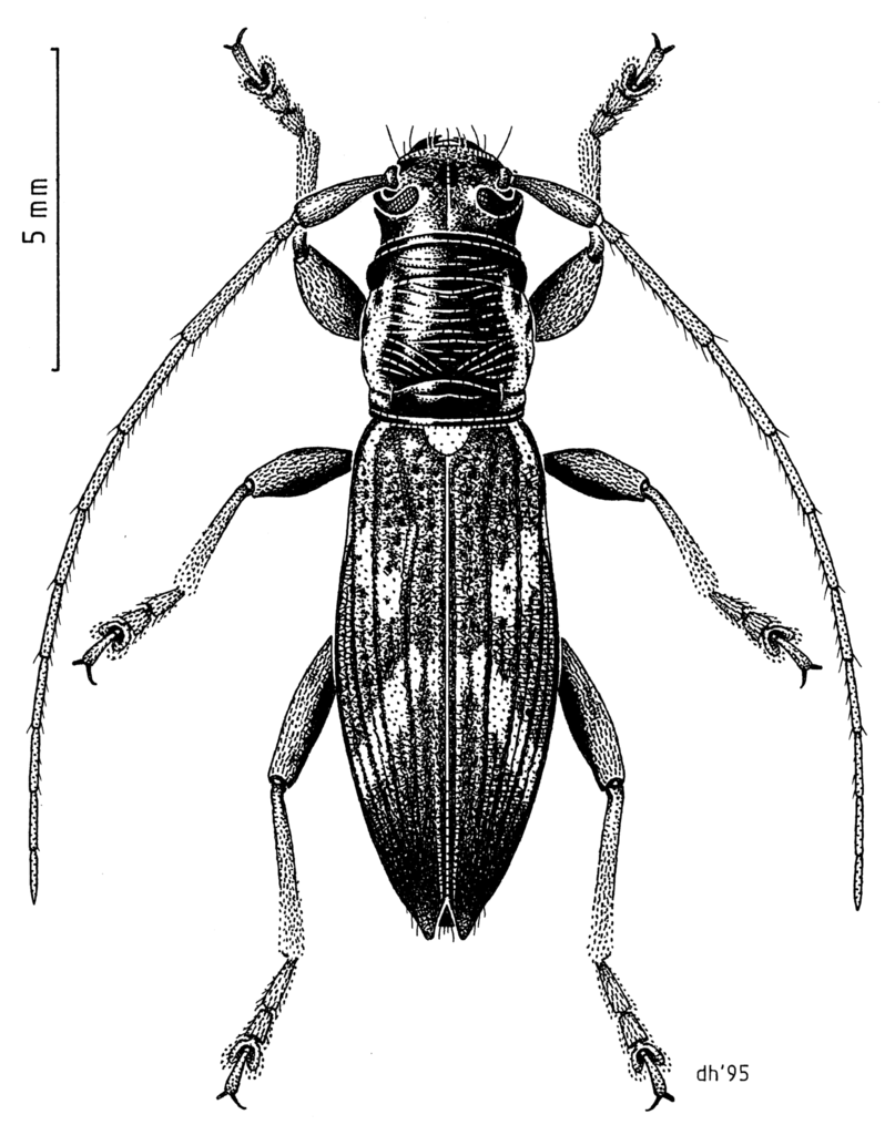 Xylotoles costipennis