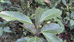 Helicia rengetiensis