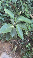 Helicia rengetiensis