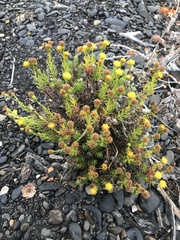 Senecio tricuspidatus