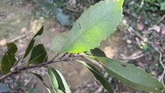 Helicia rengetiensis