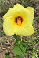 Hibiscus engleri