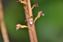 Corallorhiza maculata maculata