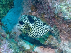 Lactophrys bicaudalis