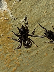 Dolichoderus bispinosus