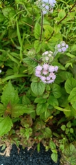 Ageratum houstonianum