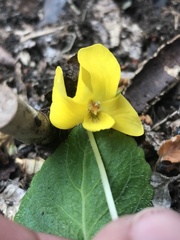 Viola magellanica