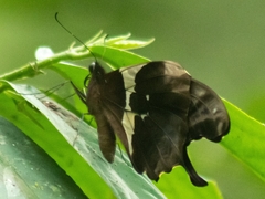 Papilio hesperus
