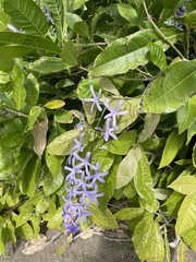 Petrea volubilis