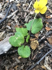 Viola magellanica