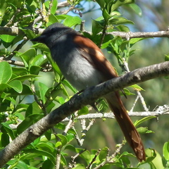 Terpsiphone viridis granti