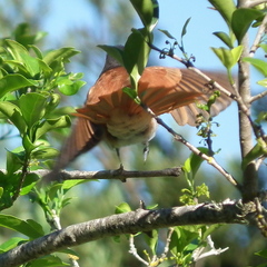 Terpsiphone viridis granti