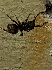 Dolichoderus bispinosus