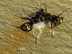 Dolichoderus bispinosus