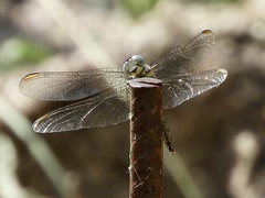 Dasythemis mincki