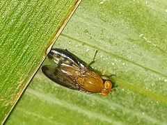 Lauxaniidae