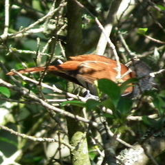 Terpsiphone viridis granti