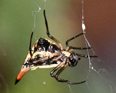 Micrathena