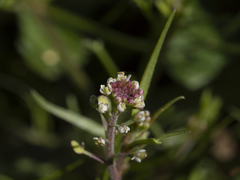 Lepidium lasiocarpum